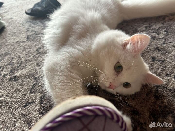 Котик в добрые руки