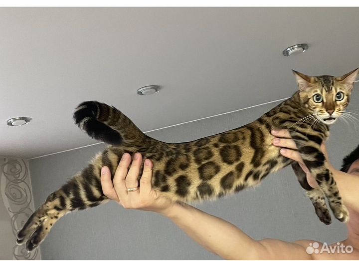Бенгальские котята