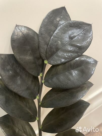 Замиокулькас черный равен шикарный