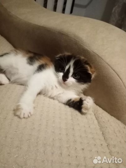 Котята в добрые руки даром