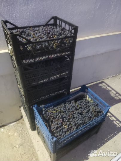 Виноград в ящиках на вино