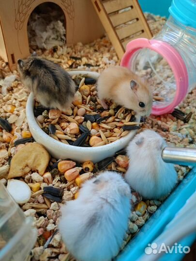 Джунгарские хомячки редкий окрас