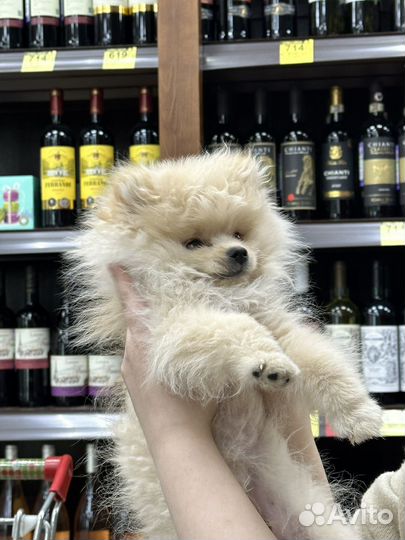 Померанский шпиц мальчик