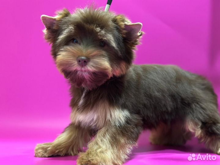 Йоркширский терьер