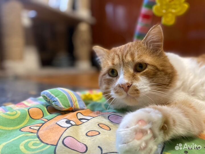 Котик ищет дом