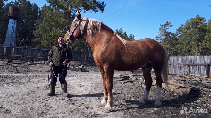 Жеребец 8 лет