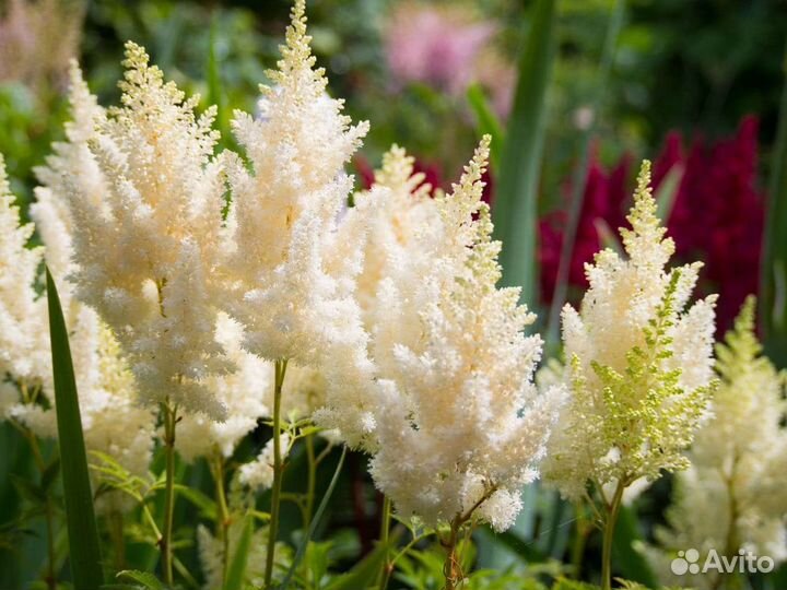 Астильба белая, розовая