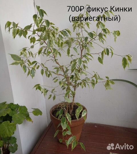Комнатные цветы