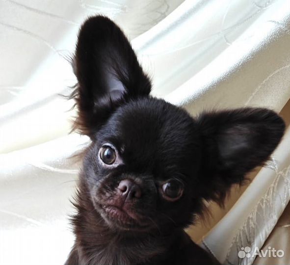 Чихуахуа - хочу такую