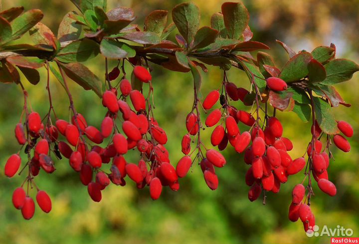 Барбарис, саженцы