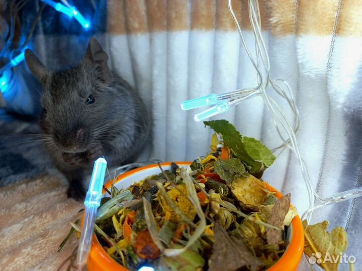 Корм для дегу/шиншилл/ для грызунов