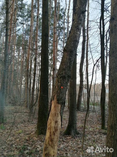 Дендроплан, порубочный билет, лесовосстановление