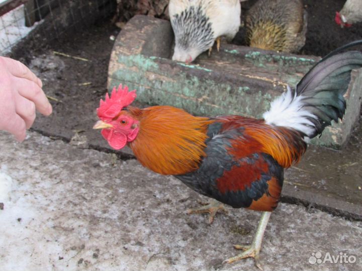 Петухи \ бентамка \