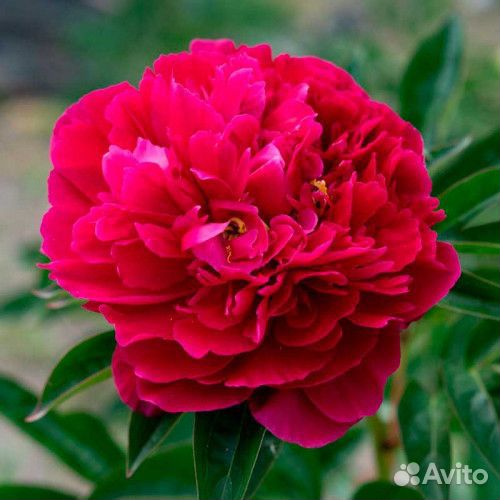 Махровый пион Адольф Руссо ярко красный