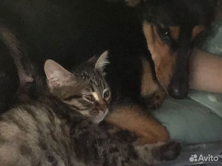 Котенок девочка в добрые руки