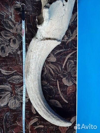 Продам рог ископаемого Бизона