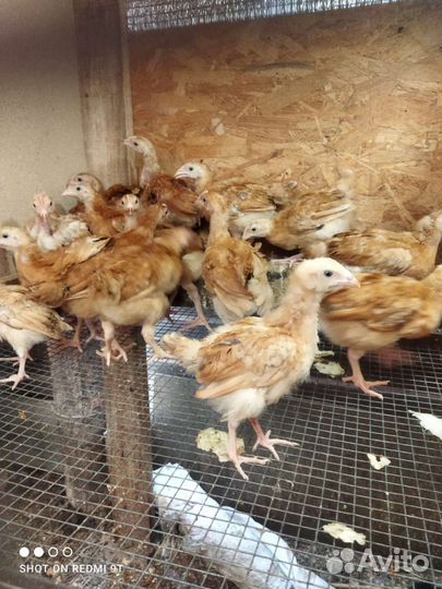 Цыплята подрощенные Ред Бро