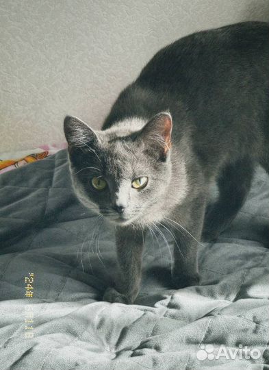 Кошка в дар