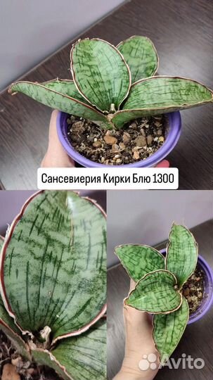 Сансевиерия кирки Блю, Елоу стоун, Микадо