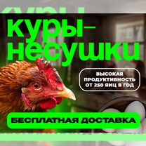 Куры несушки