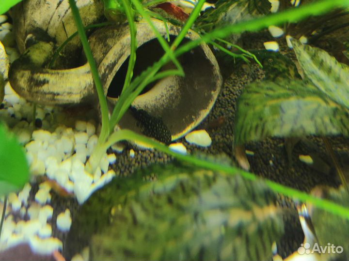 Креветки вишни, улитки хелены, сомы присоски