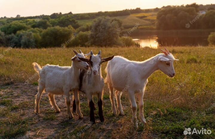 Козлы домашние