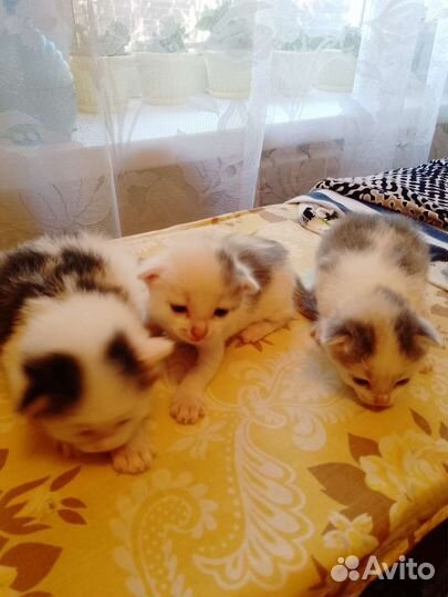 Котята в добрые руки