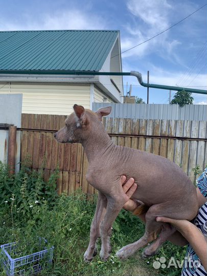 Продам щенка