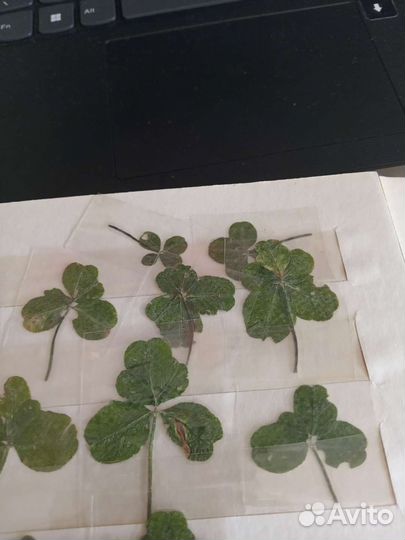 Клевер четырехлистный, пятилистный, шестилистный