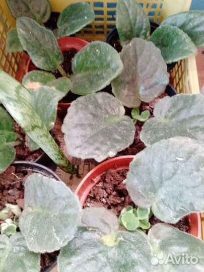 Фиалки, герань, катарантус