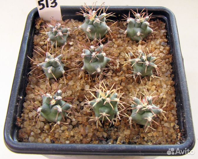 Кактусы сеянцы