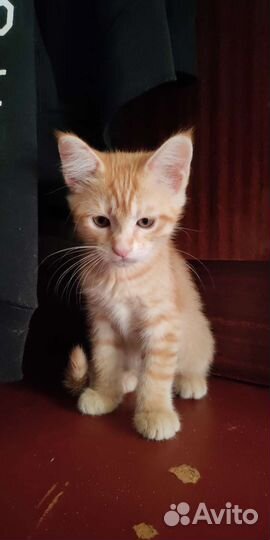 Рыжий котенок в добрые руки