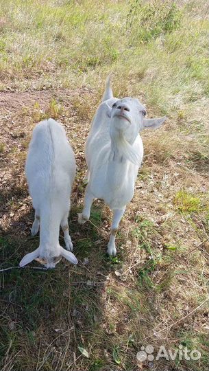 Козье молоко