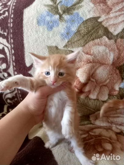 Продам котят Мейн куна