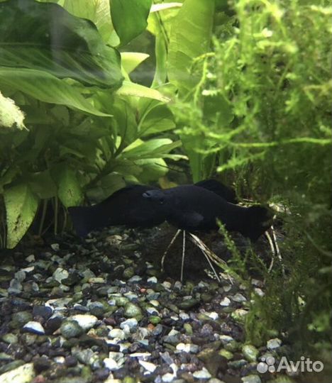 Гуппи, мхи, Лимонник, Анубиас