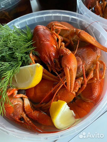 Раки Живые и Вареные Доставка