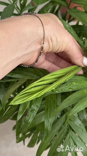 Пальма Хамедорея 45 см, комнатное растение