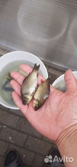 Живец карась