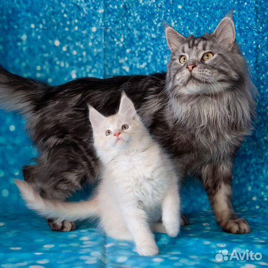 Котята мейн-кун