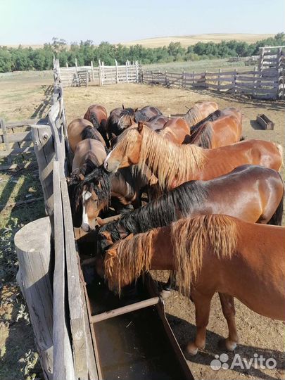 Телочки и лошади