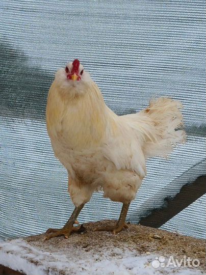 Петухи амераукана лаванда и черные