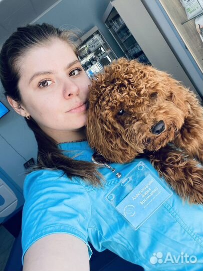 Консультация ветеринара