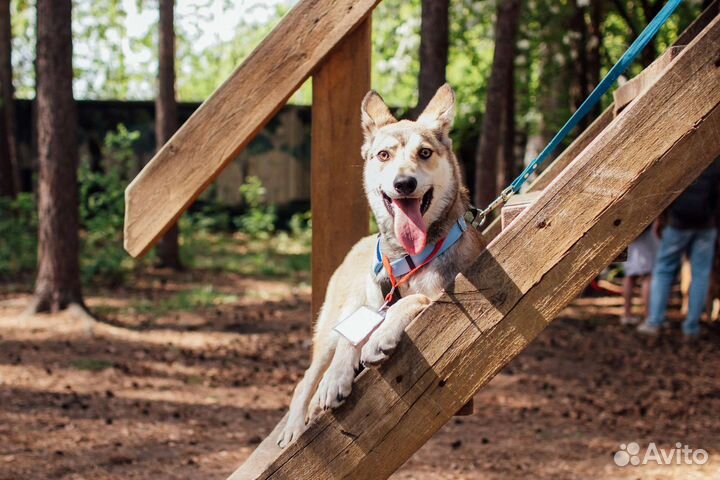 Собака в добрые руки