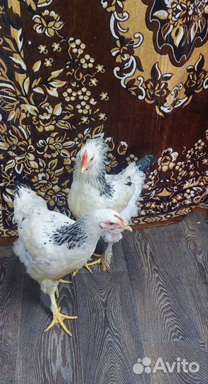 Куры молодки несушки домашние