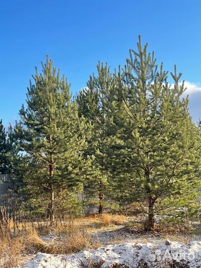 Сосны с комом. Для посадки. Для дома. Доставка