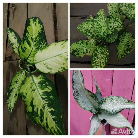 Диффенбахия