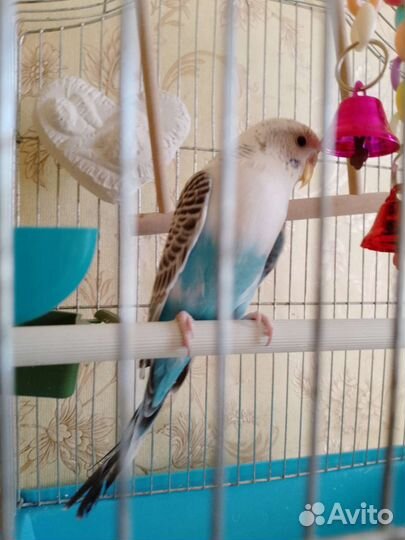 Попугай с клеткой