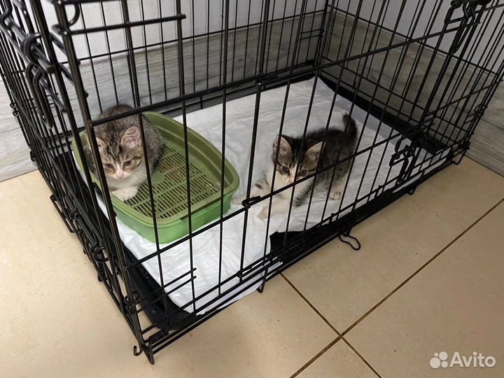 Котята бесплатно