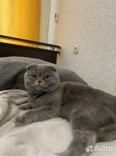 Британский вислоухий кот продам