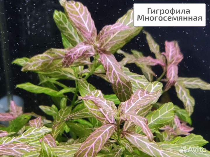 Аквариумные растения живые